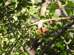 Erythroxylum havanense