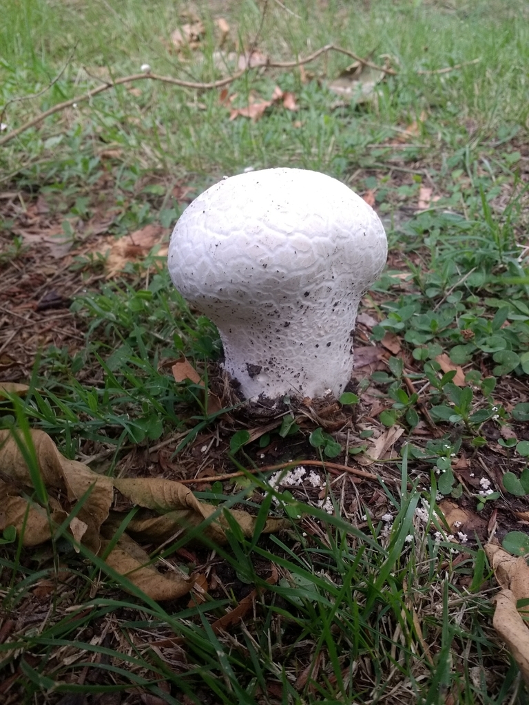 Calvatia cyathiformis · January 2020 · photo: © seba_fornes (iNaturalist, cc-by)