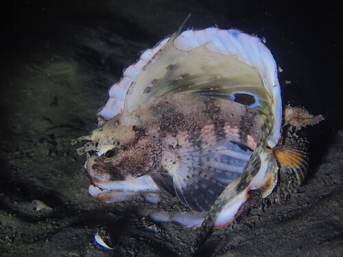 Butterfly blenny (Blennius ocellaris) — Blenniidae — 5