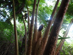 Sphaeropteris horrida