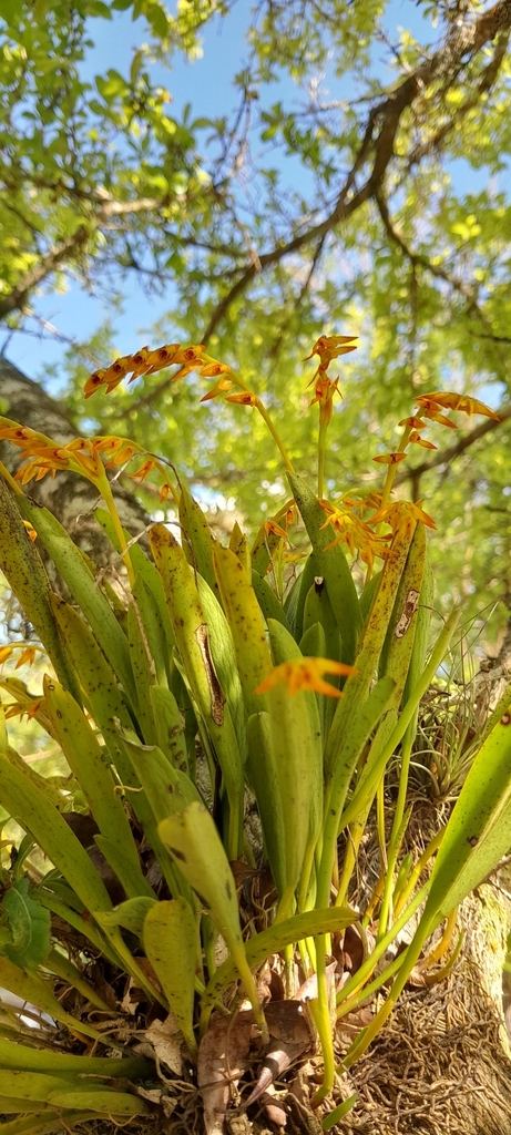 Acianthera glumacea