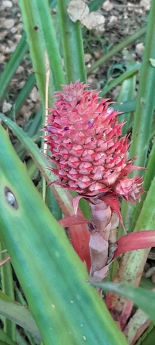 Ananas macrodontes, photograph 4