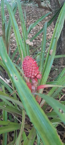 Ananas macrodontes, photograph 5
