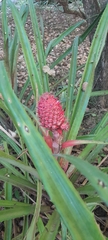 Ananas macrodontes, photograph (c) rafa perazzolo, some rights reserved (CC BY)