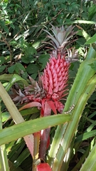 Ananas macrodontes, photograph (c) rafa perazzolo, some rights reserved (CC BY)