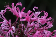 Nerine bowdenii