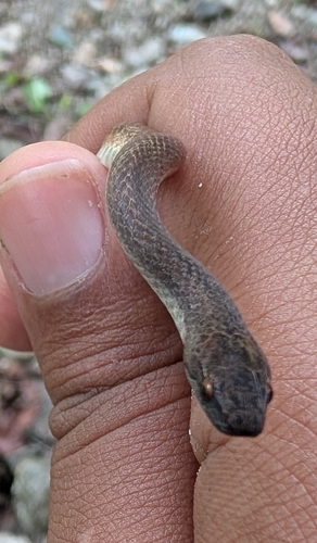 Jamaican Red Groundsnake