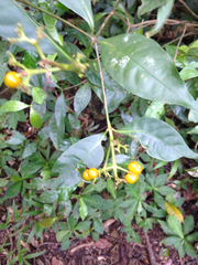 Palicourea valeriana