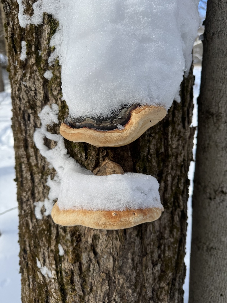 Fomitopsis mounceae · December 2025 · photo: © thedrw (iNaturalist, cc-by)