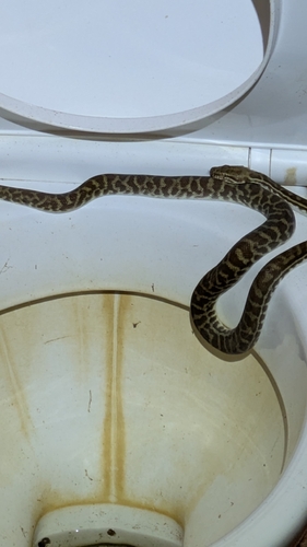 Children's Python sighting