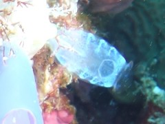 Rhopalaea