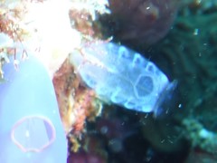 Rhopalaea