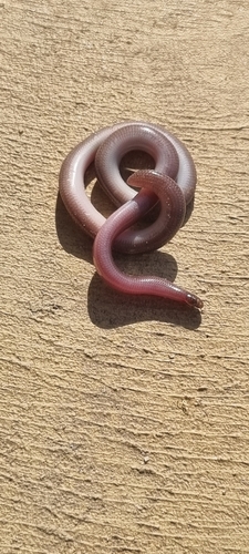 Southern Blind Snake sighting