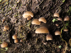 Hohenbuehelia grisea