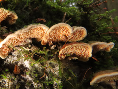 Metuloidea murashkinskyi