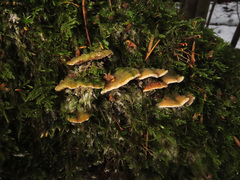 Metuloidea murashkinskyi