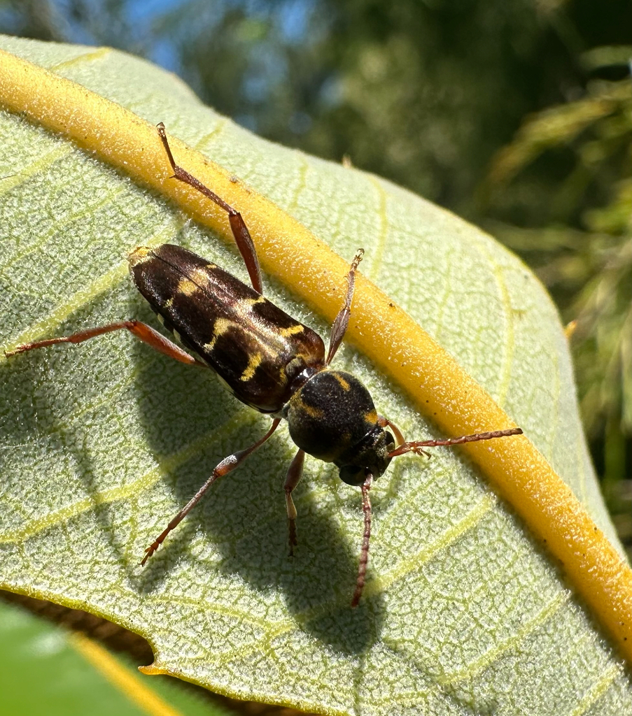 Xylotrechus australis