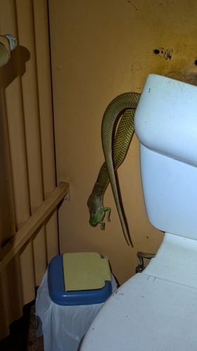 Mulga Snake sighting