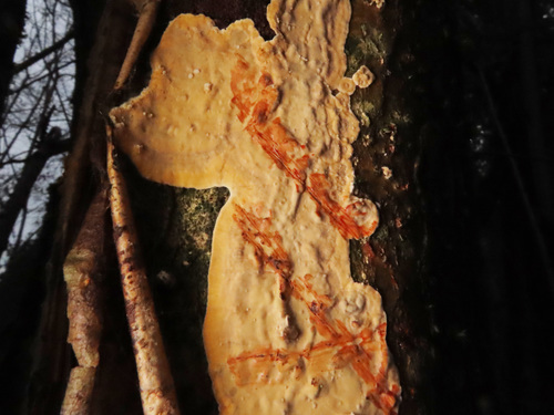 Representative image of Stereum rugosum