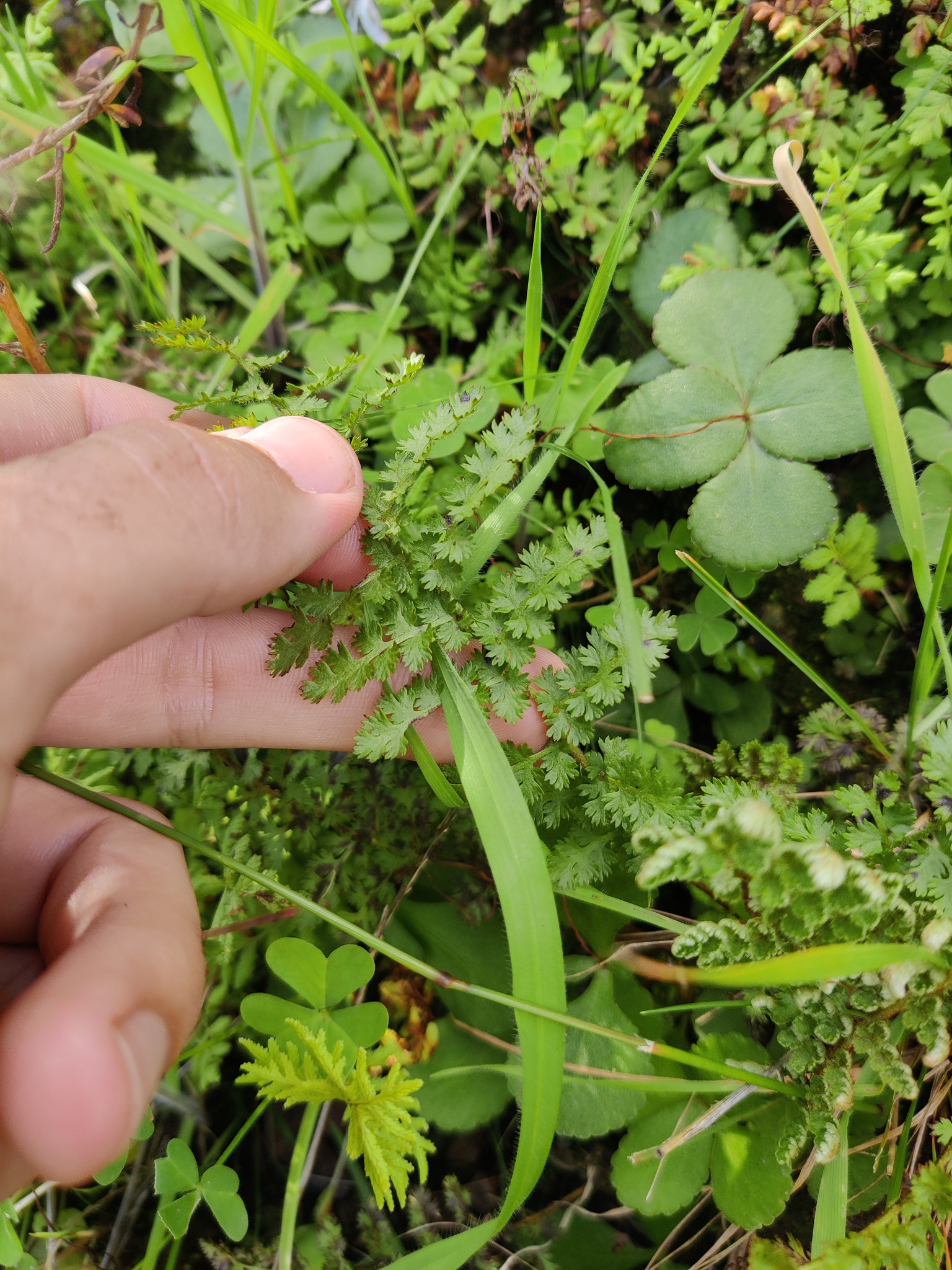 Scented Fern (Anemia afrorum)