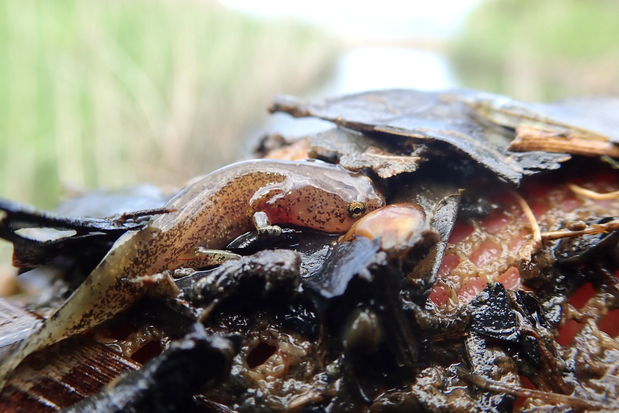 Izumo Salamander photo 2