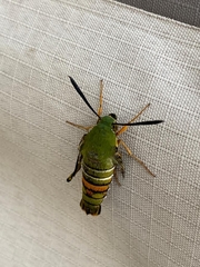 Cephonodes armatus marianna