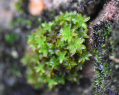 Syntrichia