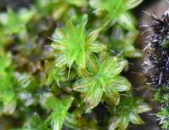 Syntrichia