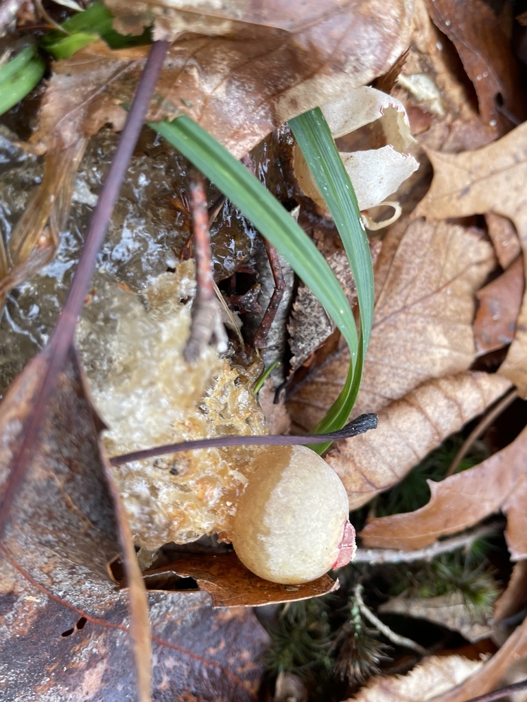 Calostoma cinnabarinum · December 2025 · photo: © jimarrigoni (iNaturalist, cc-by)