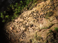 Cryptosporiopsis coryli