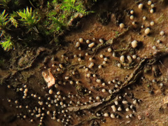 Cryptosporiopsis coryli