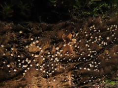 Cryptosporiopsis coryli