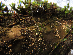 Pezicula corylina