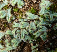 Riccia trichocarpa