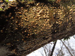 Pezicula corylina
