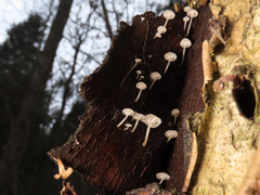Phloeomana alba