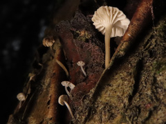 Phloeomana alba