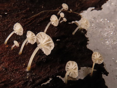 Phloeomana alba