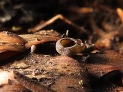 Piceomphale bulgarioides