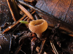Ciboria coryli