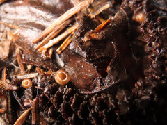 Ciboria coryli