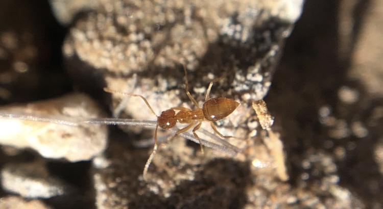 Nylanderia hystrix