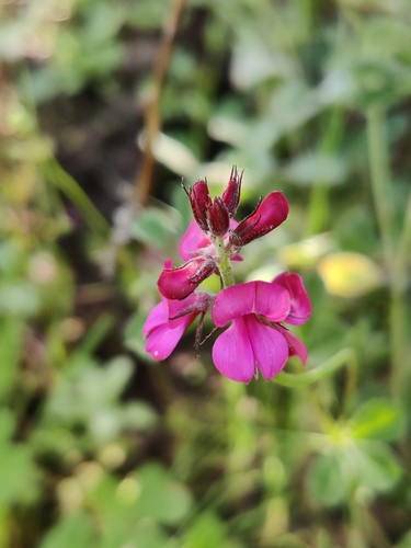 Rose Indigo (Indigofera incana)