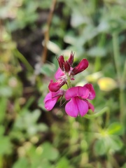 Indigofera incana, photograph (c) Vicente Lopes, some rights reserved (CC BY)