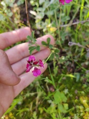 Indigofera incana, photograph (c) Vicente Lopes, some rights reserved (CC BY)