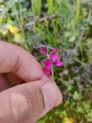 Indigofera incana, photograph (c) Vicente Lopes, some rights reserved (CC BY)