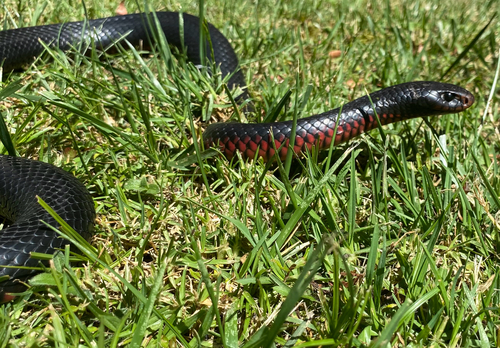 Red-bellied Black Snake sighting