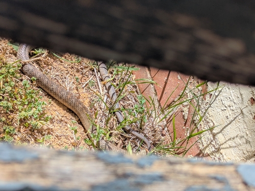 Eastern Brown Snake sighting