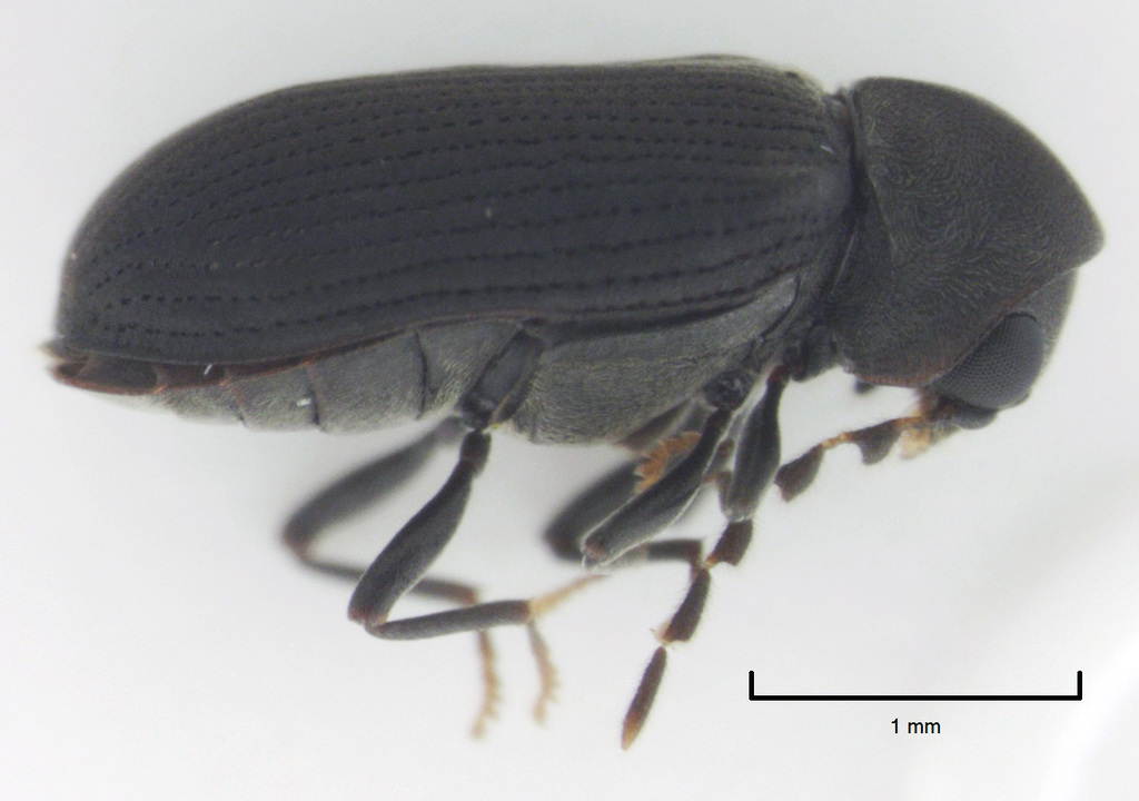 Xenocera