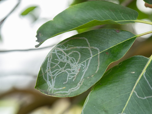 Bataan Park place preview